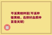 岑溪黄精种苗(岑溪种植黄精，选择好品质种苗是关键)