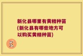 新化县哪里有黄精种苗(新化县有哪些地方可以购买黄精种苗)