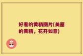 好看的黄精图片(美丽的黄精，花开如意)