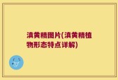 滇黄精图片(滇黄精植物形态特点详解)