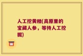 人工挖黄精(高原里的宝藏人参，等待人工挖掘)