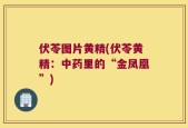 伏苓图片黄精(伏苓黄精：中药里的“金凤凰”)