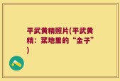 平武黄精照片(平武黄精：菜地里的“金子”)