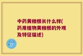 中药黄精根长什么样(药用植物黄精根的外观及特征描述)