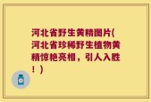 河北省野生黄精图片(河北省珍稀野生植物黄精惊艳亮相，引人入胜！)