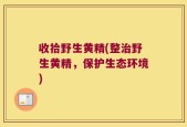 收拾野生黄精(整治野生黄精，保护生态环境)