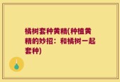 橘树套种黄精(种植黄精的妙招：和橘树一起套种)