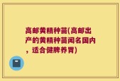 高邮黄精种苗(高邮出产的黄精种苗闻名国内，适合健脾养胃)