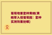 葡萄地里套种黄精(黄精草入侵葡萄园：套种实测效果抢眼)
