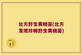 北方野生黄精苗(北方发现珍稀野生黄精苗)