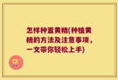 怎样种置黄精(种植黄精的方法及注意事项，一文带你轻松上手)