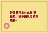 野生黄精象什么样(黄精象：被中国认定的新物种)