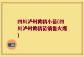 四川泸州黄精小苗(四川泸州黄精苗销售火爆)