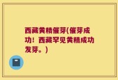 西藏黄精催芽(催芽成功！西藏罕见黄精成功发芽。)