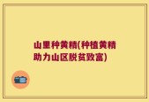 山里种黄精(种植黄精助力山区脱贫致富)