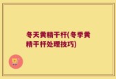冬天黄精干杆(冬季黄精干杆处理技巧)