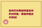 亳州药材黄精种植亳州药材种植：黄精种植技术探秘)
