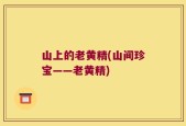 山上的老黄精(山间珍宝——老黄精)