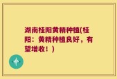 湖南桂阳黄精种植(桂阳：黄精种植良好，有望增收！)