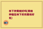 林下种黄精好吗(黄精种植在林下的效果和好处)