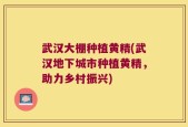 武汉大棚种植黄精(武汉地下城市种植黄精，助力乡村振兴)