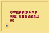 毕节能黄精(贵州毕节黄精：疯狂生长的金丝棒)