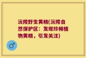 沅陵野生黄精(沅陵自然保护区：发现珍稀植物黄精，引发关注)