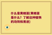 什么是黄精苗(黄精苗是什么？了解这种植物的功效和用途)