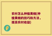 农村怎么种植黄精(种植黄精的技巧和方法，提高农村收益)