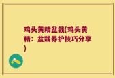 鸡头黄精盆栽(鸡头黄精：盆栽养护技巧分享)