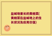盐碱地里长的黄精菜(黄精菜在盐碱地上的生长状况及应用价值)