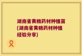湖南省黄精药材种植苗(湖南省黄精药材种植经验分享)