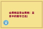 山黄精盆景山黄精：盆景中的奢华之选)