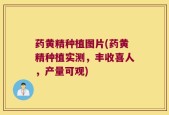 药黄精种植图片(药黄精种植实测，丰收喜人，产量可观)