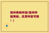 梧州黄精种苗(梧州种植黄精，优质种苗可期！)