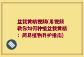 盆栽黄精视频(用视频教你如何种植盆栽黄精：简易植物养护指南)