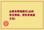 山里有黄精图片(山间常见黄精，赏析其美丽之处)