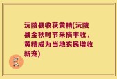 沅陵县收获黄精(沅陵县金秋时节采摘丰收，黄精成为当地农民增收新宠)