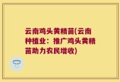 云南鸡头黄精苗(云南种植业：推广鸡头黄精苗助力农民增收)