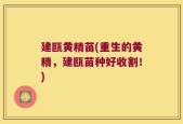 建瓯黄精苗(重生的黄精，建瓯苗种好收割！)