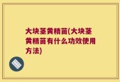 大块茎黄精苗(大块茎黄精苗有什么功效使用方法)