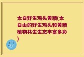 太白野生鸡头黄精(太白山的野生鸡头和黄精植物共生生态丰富多彩)