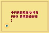中药黄精及图片(神奇药材！黄精震撼登场！)