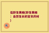 伍野生黄精(野生黄精：自然生长的宝贝药材)