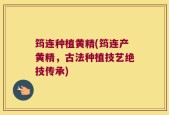 筠连种植黄精(筠连产黄精，古法种植技艺绝技传承)