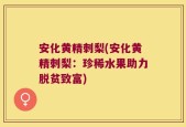 安化黄精刺梨(安化黄精刺梨：珍稀水果助力脱贫致富)