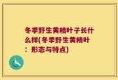 冬季野生黄精叶子长什么样(冬季野生黄精叶：形态与特点)