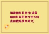 滇黄精红花高杆(滇黄精和红花的高杆生长特点和栽培技术简介)