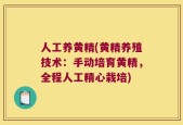 人工养黄精(黄精养殖技术：手动培育黄精，全程人工精心栽培)