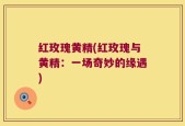 红玫瑰黄精(红玫瑰与黄精：一场奇妙的缘遇)